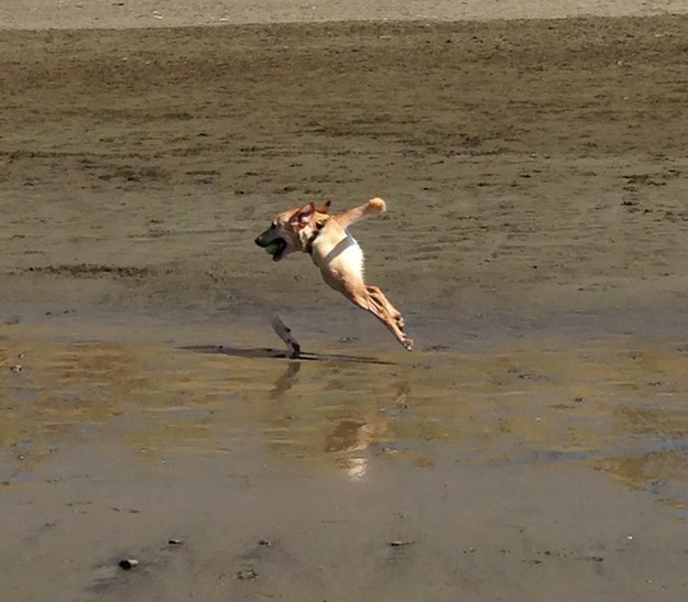 dog panaromic
