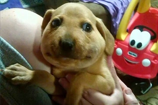 dogs, photos, cute, regret, swollen faces, curosity, trouble, funny, foolish, cute dogs, stung by bees