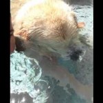 dogbubble