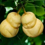 fruit-mould 1