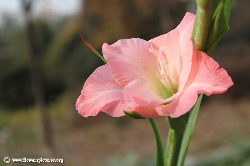 What Birth Flower Matches Your Personality? Reckon Talk