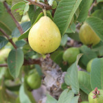 guavas