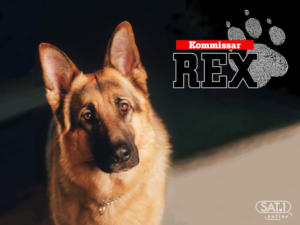 inspector rex
