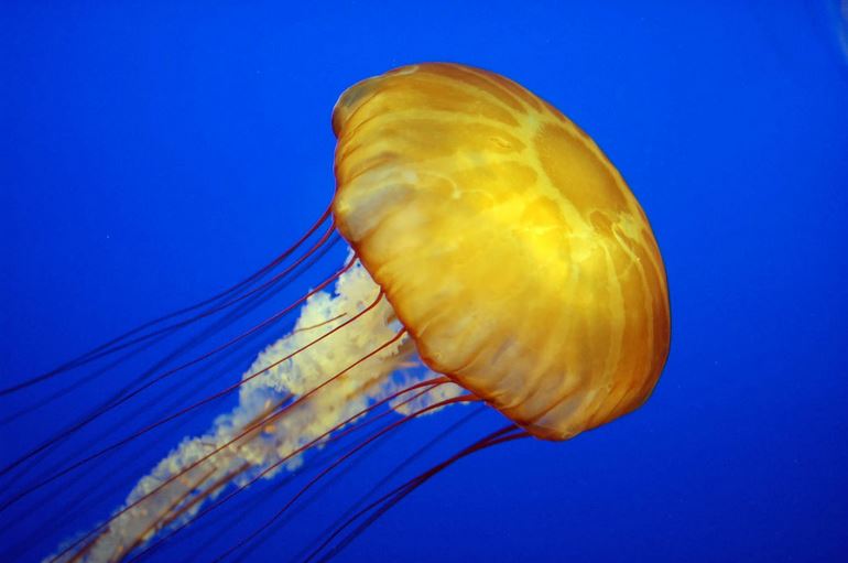 Jellyfish Stinging In Microscopic Slow Motion Is Terrifying ! | Reckon Talk