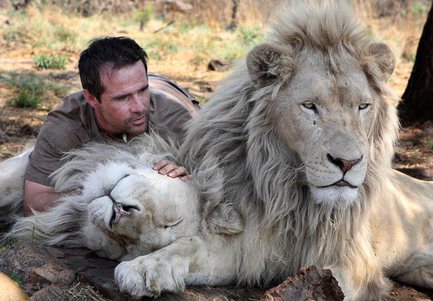 Men with lions, kevin richardson, animal behavior, playing with lions, lion