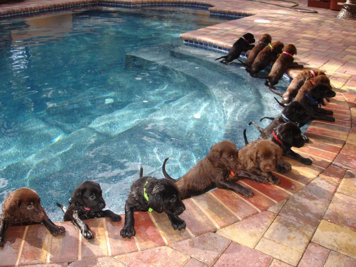 Best Dog Food For Labs >> Awesome Dog Pool Party | Viral Video | Reckon Talk Best Dog Food For Labs >> Awesome Dog Pool Party | Viral Video | Reckon Talk