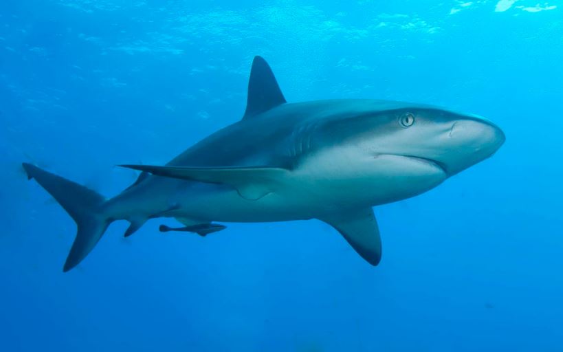 shark fish