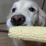 dog eating corn