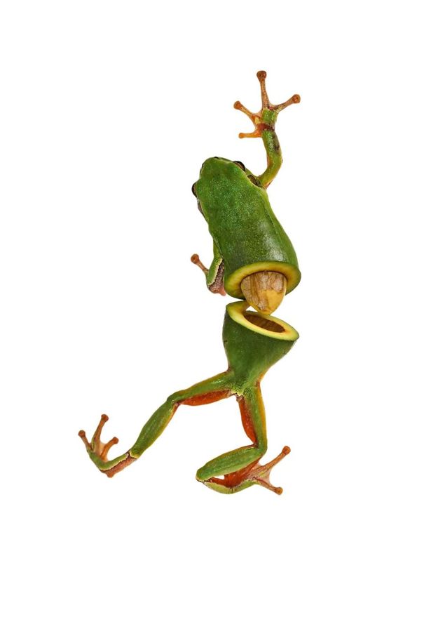 sarah deremer, animal art, awsome photos, best creations, animal food