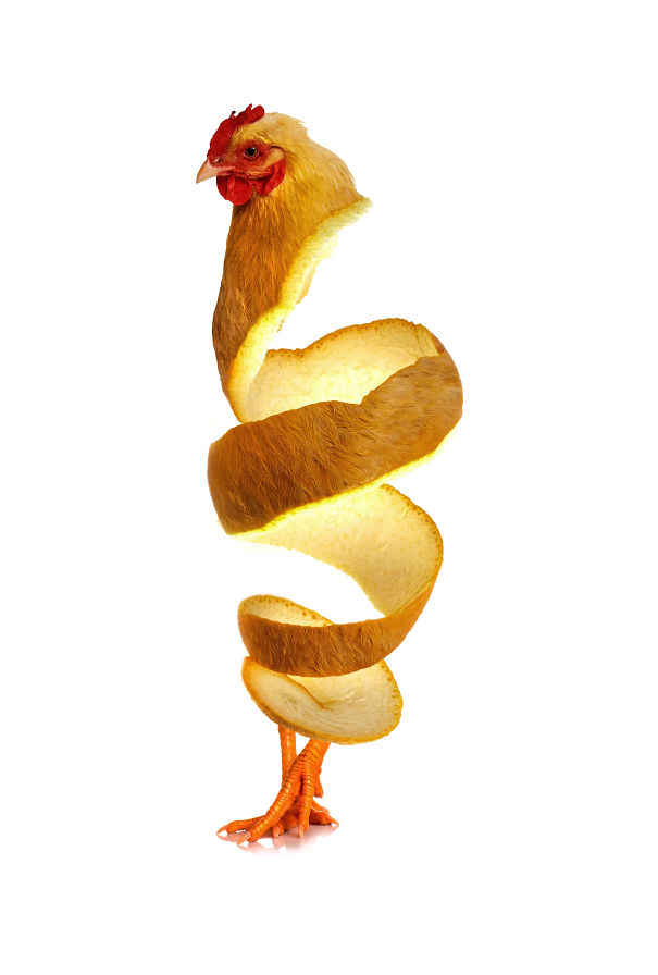 sarah deremer, animal art, awsome photos, best creations, animal food