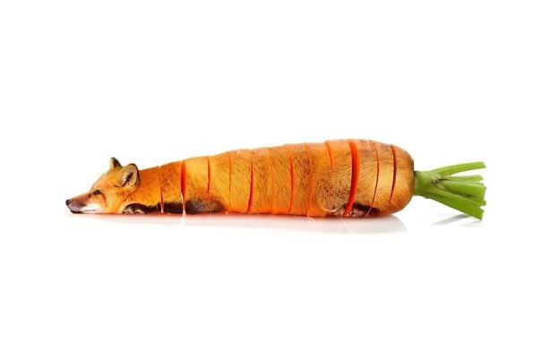 sarah deremer, animal art, awsome photos, best creations, animal food