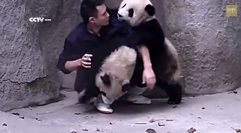 cute-baby pandas are adorale