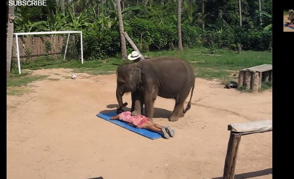 elephant-massage