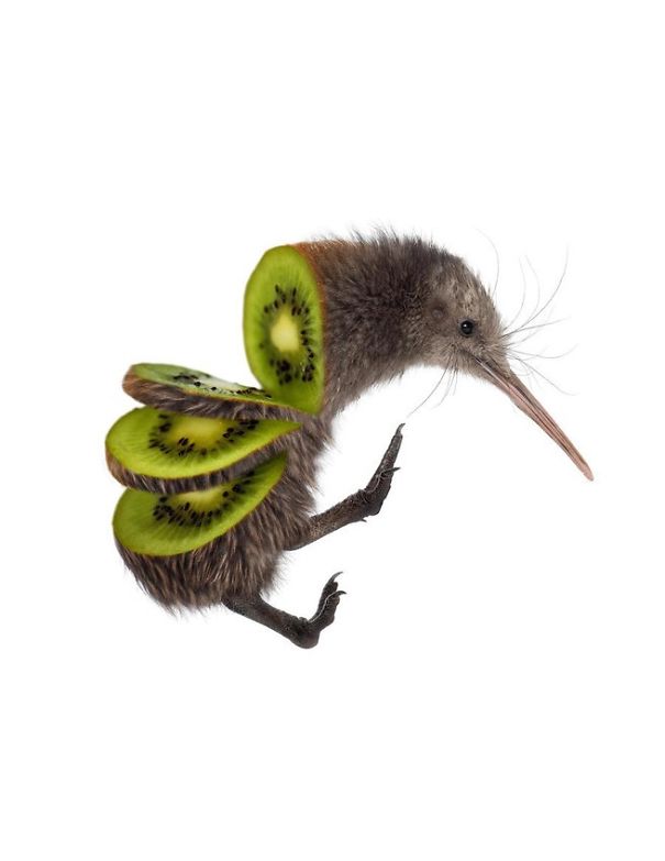 sarah deremer, animal art, awsome photos, best creations, animal food