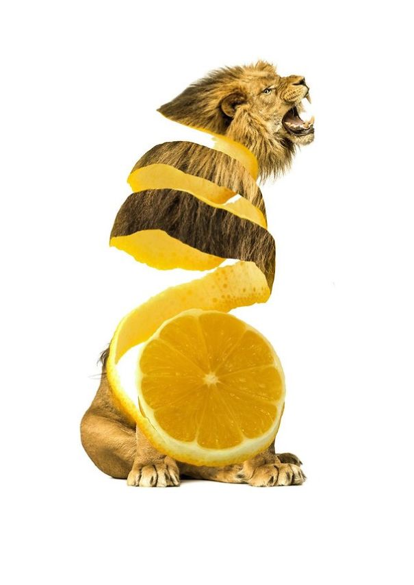 sarah deremer, animal art, awsome photos, best creations, animal food