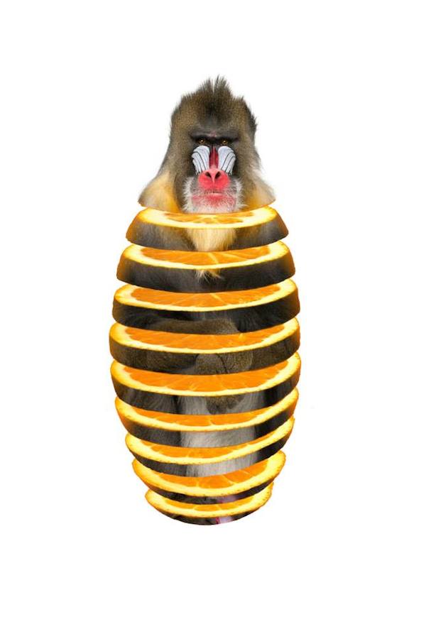 mandril orange