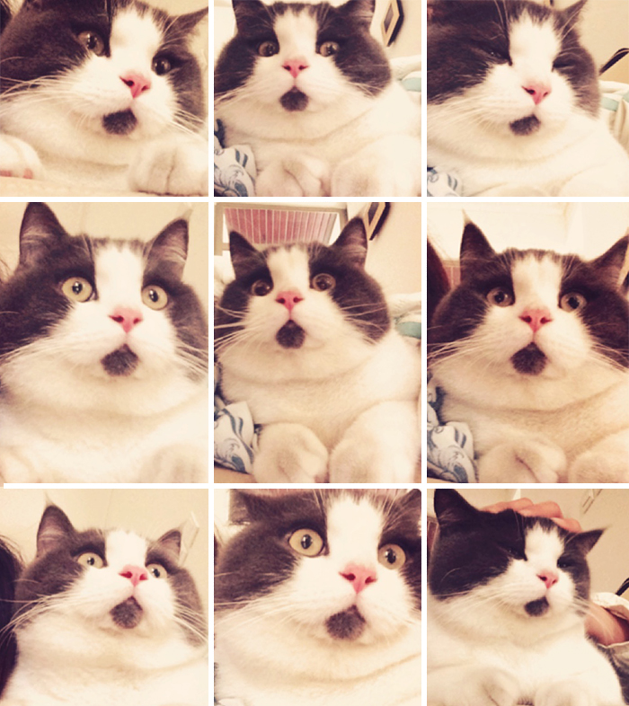omg-cat-funny-8