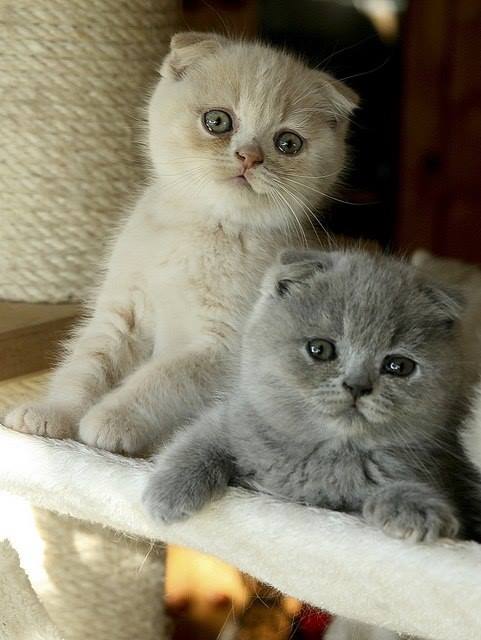 17 Cutest Kittens Ever Photographed In The World | Pictures & Video