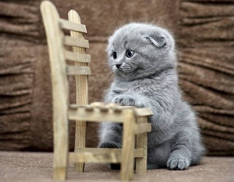 Happiest animal in the world information