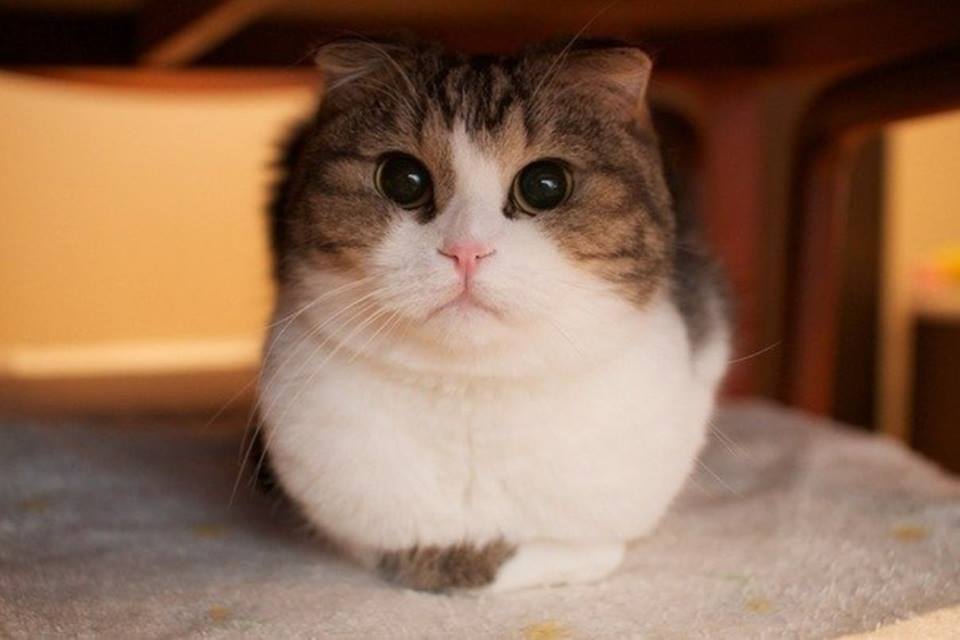 17 Cutest Kittens Ever Photographed In The World | Pictures & Video