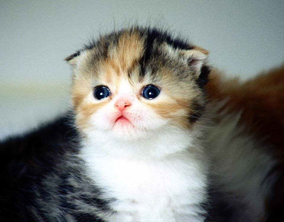 17 Cutest Kittens Ever Photographed In The World | Pictures & Video ...