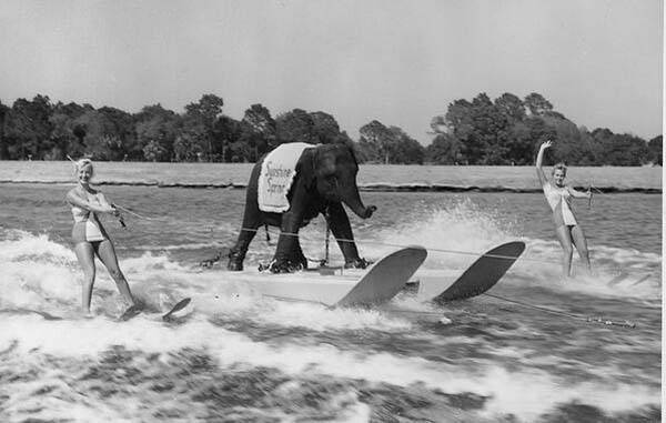 An elephant water skiing in 1950