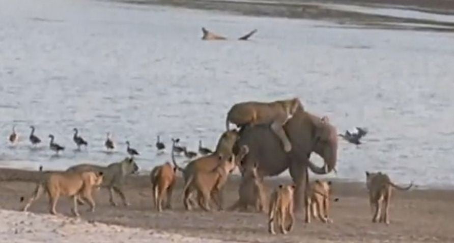 Young Elephnat vs Lions