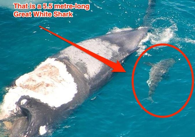 Australian 'idiot' surfs dead whale Being Eaten By Great White Sharks