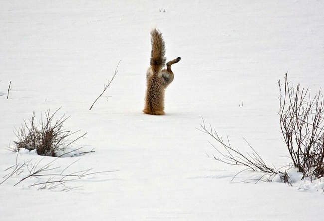 Cute fox photos, fox, russian fox, fox in ice