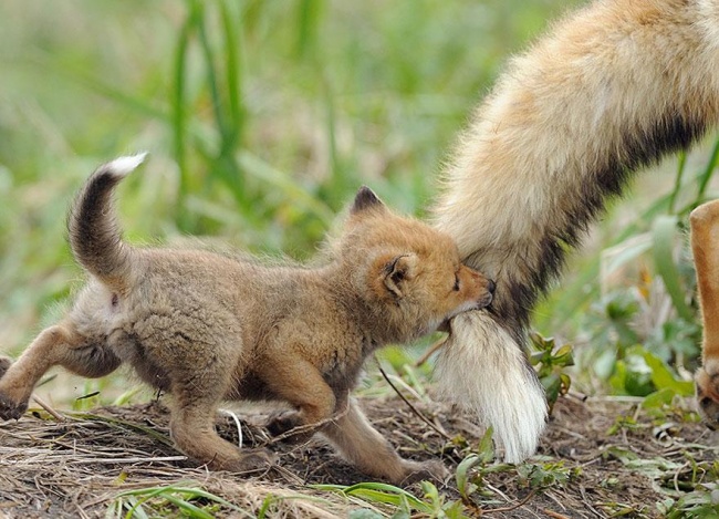 fox 6