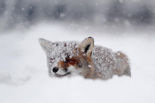 fox 7