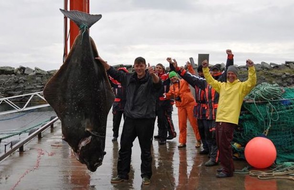 atlantic halibut, world record fish, germany, german fisherman, norwegian waters, biggest fish