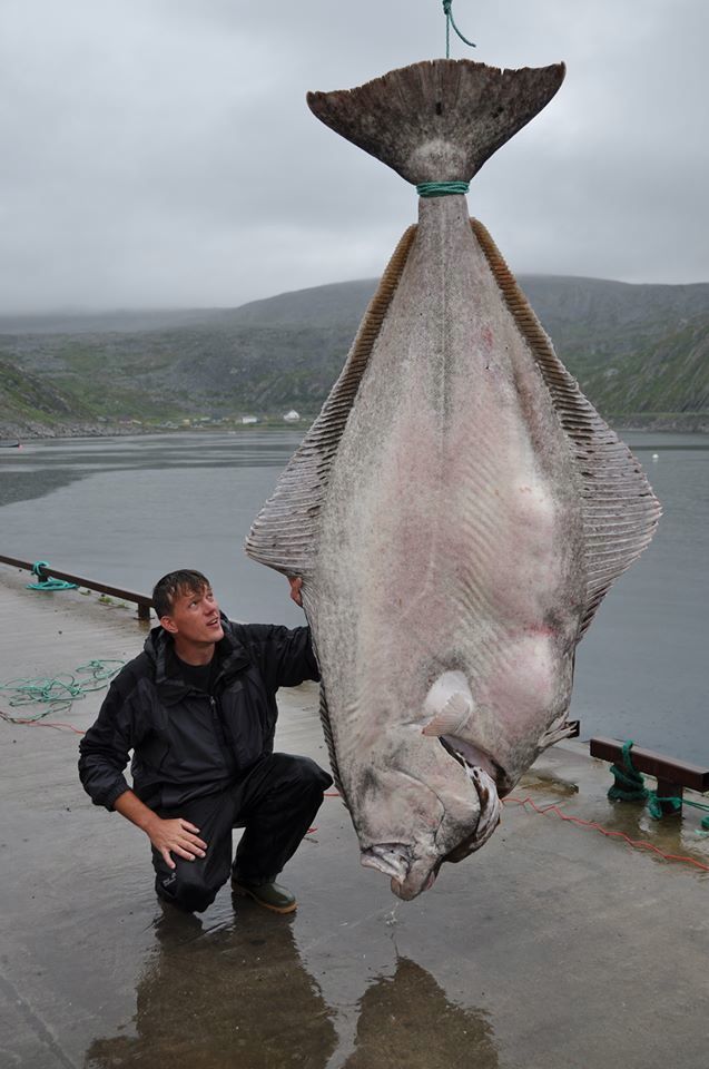 atlantic halibut, world record fish, germany, german fisherman, norwegian waters, biggest fish