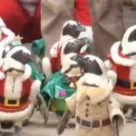 Penguins Dressed As Santa Claus Every Year Christmas In Amazing Korean Park