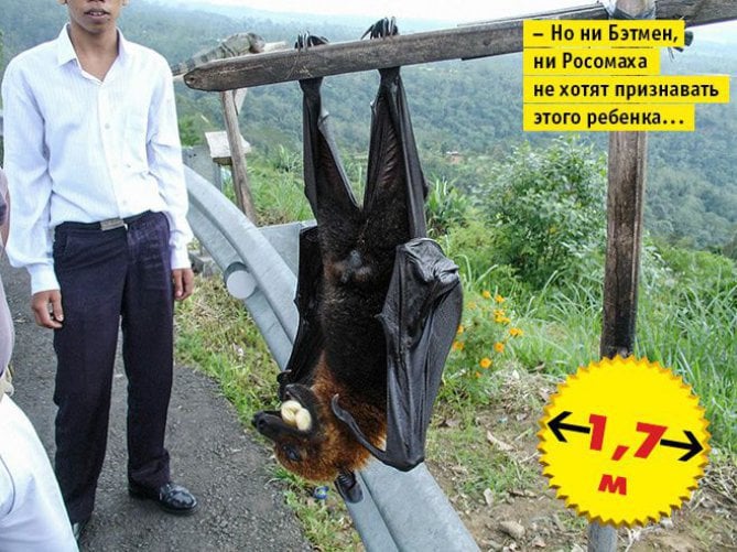 Top 11 Shocking Pictures of Biggest Animals Exist | Giant Creatures | Reckon Talk Top 11 Shocking Pictures of Biggest Animals Exist | Giant Creatures | Reckon Talk