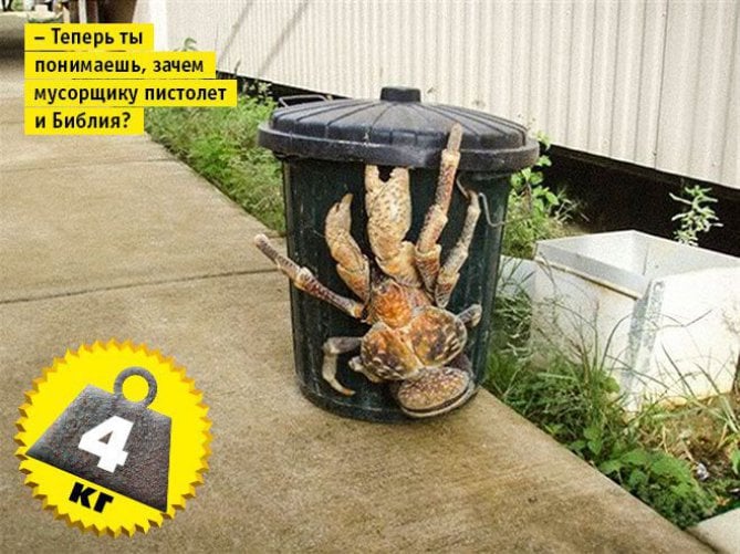 Top 11 Shocking Pictures of Biggest Animals Exist | Giant Creatures | Reckon Talk Top 11 Shocking Pictures of Biggest Animals Exist | Giant Creatures | Reckon Talk