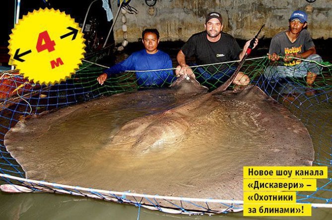 Top 11 Shocking Pictures of Biggest Animals Exist | Giant Creatures | Reckon Talk Top 11 Shocking Pictures of Biggest Animals Exist | Giant Creatures | Reckon Talk