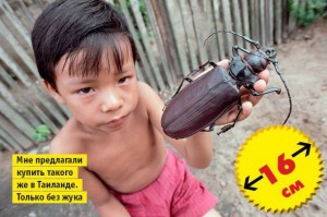biggest beetle