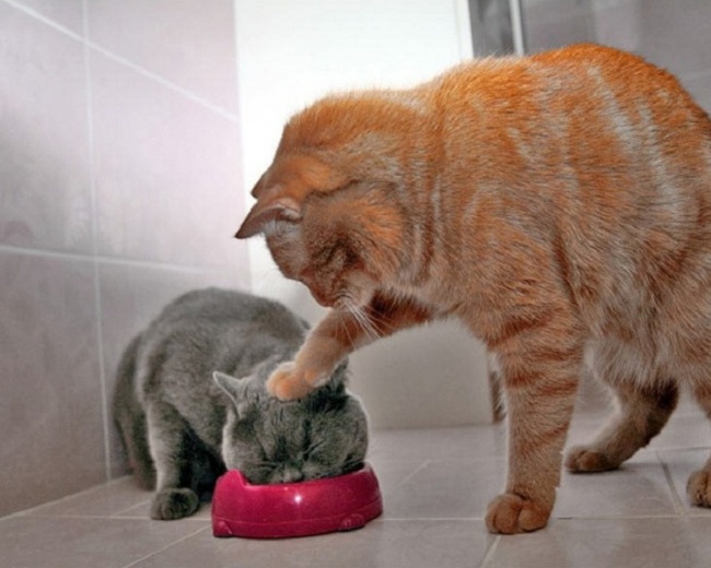 cats 1