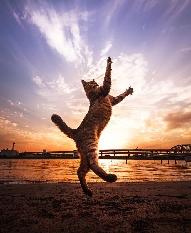 cats 12
