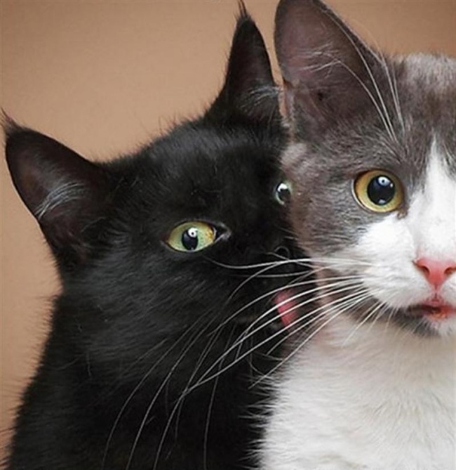 cats 13