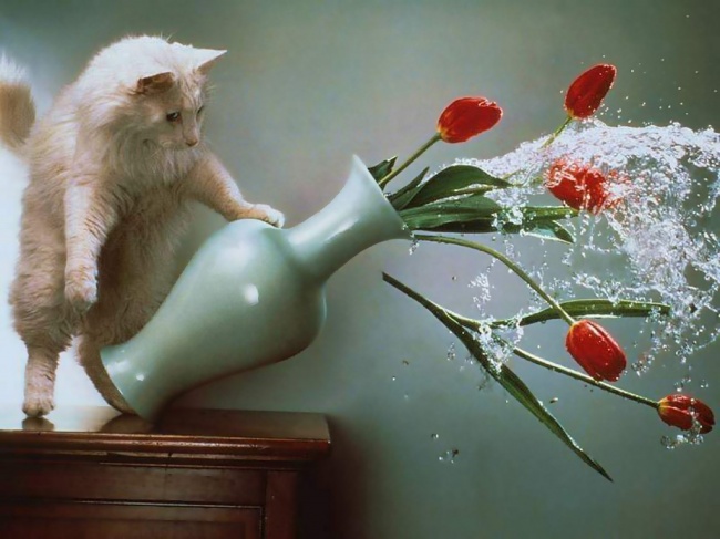 cats 14