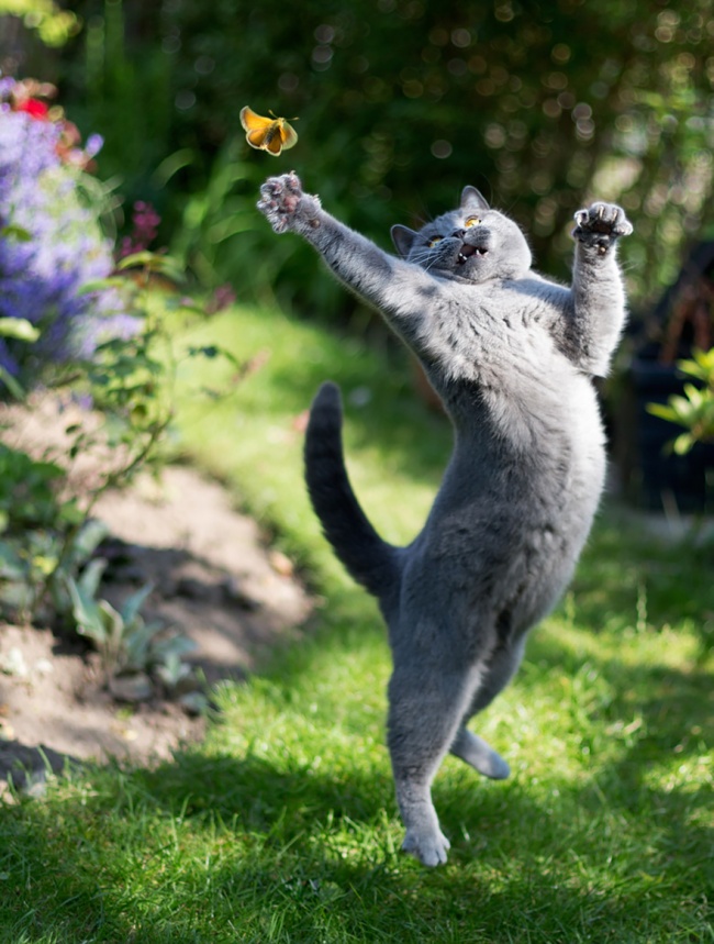 cats 6