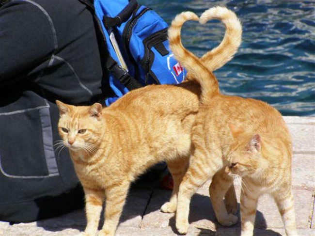 cats 8
