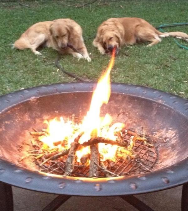 Perfect-timing-dog-fire