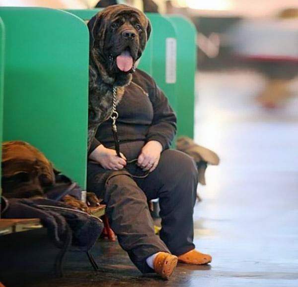 perfectly-timed-photos- big dog