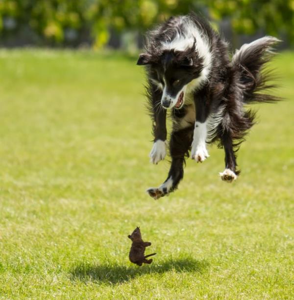 Perfectly-timed-photos-dog