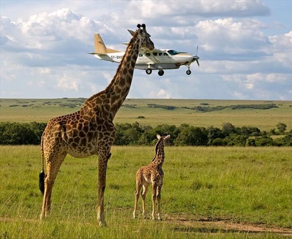 Perfectly-timed-photos-giraffe-airplane