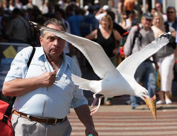 Perfectly-timed-photos-seagull