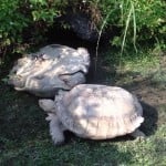 turtle saving another turtle